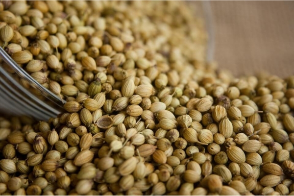 Coriander Image