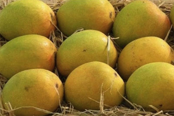 Mango Image